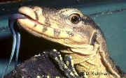 Striped monitor lizard