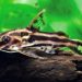 Synodontis marble