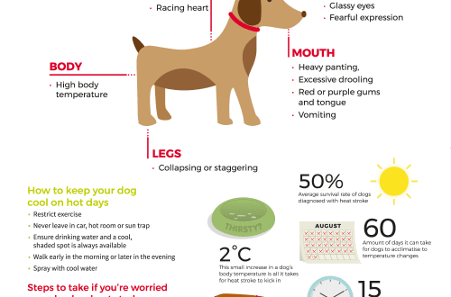 Stroke kutyában: tünetek és kezelés