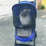Stroller for a cat: a whim or a necessity?