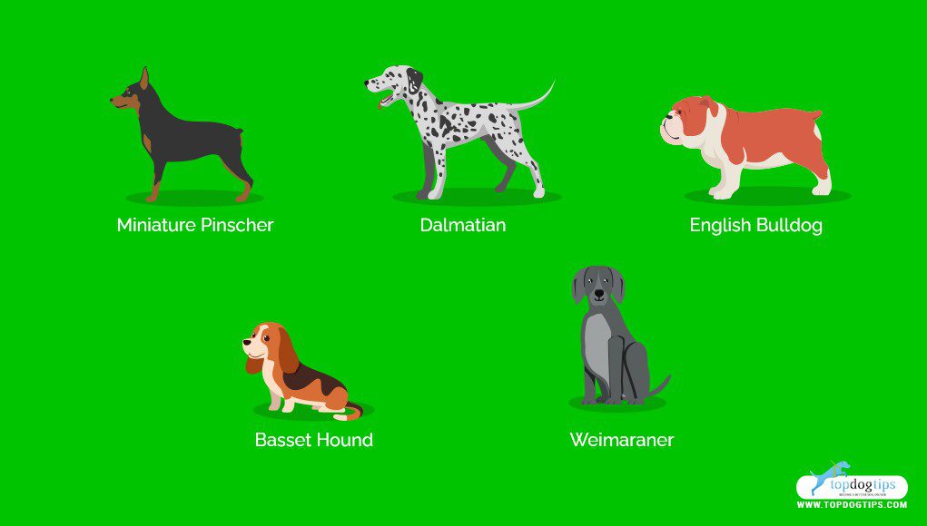 Stubborn: dog breeds that are difficult to train