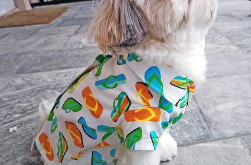 Summer clothes for dogs