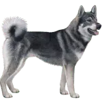 Swedish Elkhound (Jämthund)