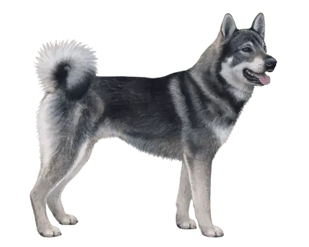 Swedish Elkhound (Jämthund)