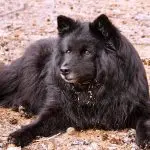 Swedish Lapphund