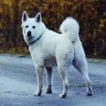 Swedish White Elkhund