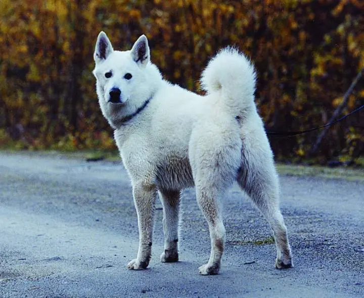 Swedish White Elkhund