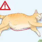 Swollen and hard belly in a cat or cat – what to do?