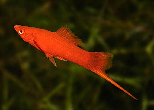 Swordtail red