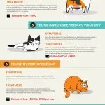 Symptoms of various diseases in cats