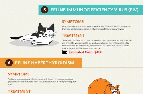 Symptoms of various diseases in cats