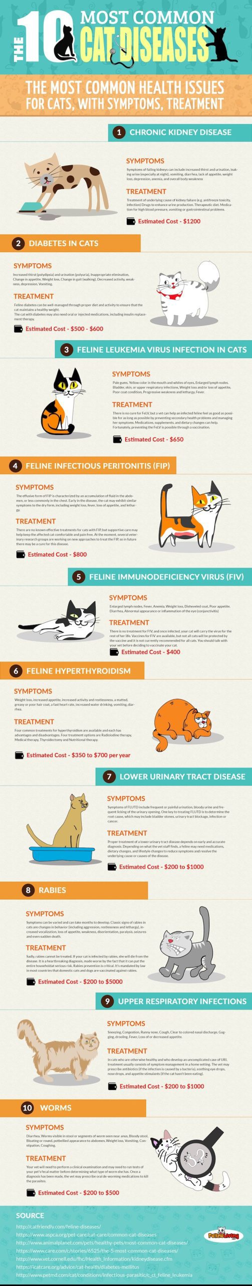Symptoms of various diseases in cats