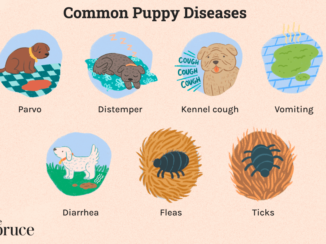 Symptoms of various diseases in dogs