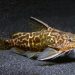 Striped Synodontis