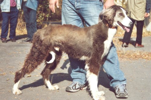 Թայգան (Ղրղզական Sighthound/Greyhound)