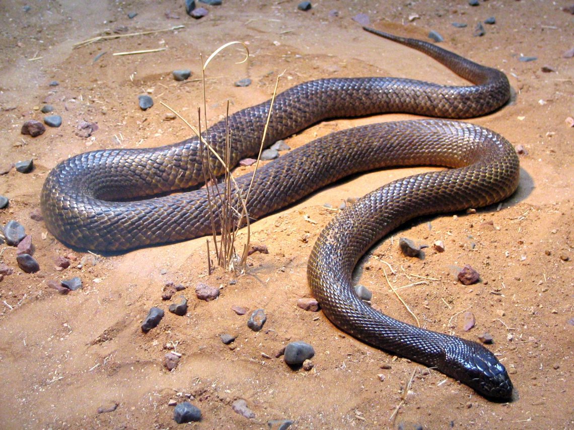 Taipan