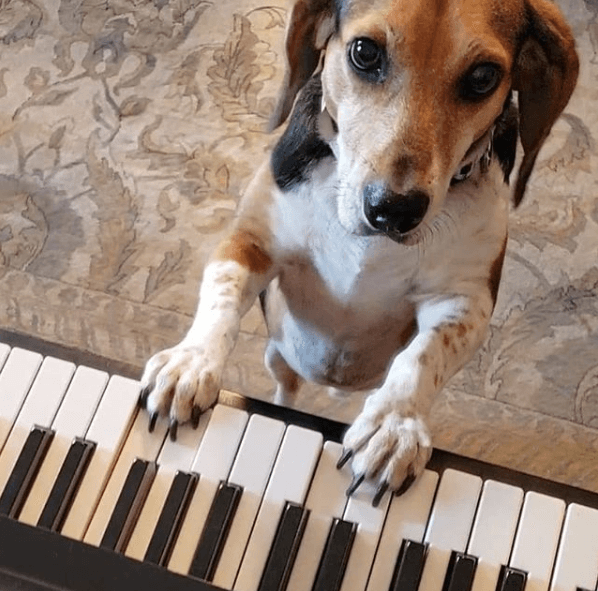 Talented Beagle released a music album