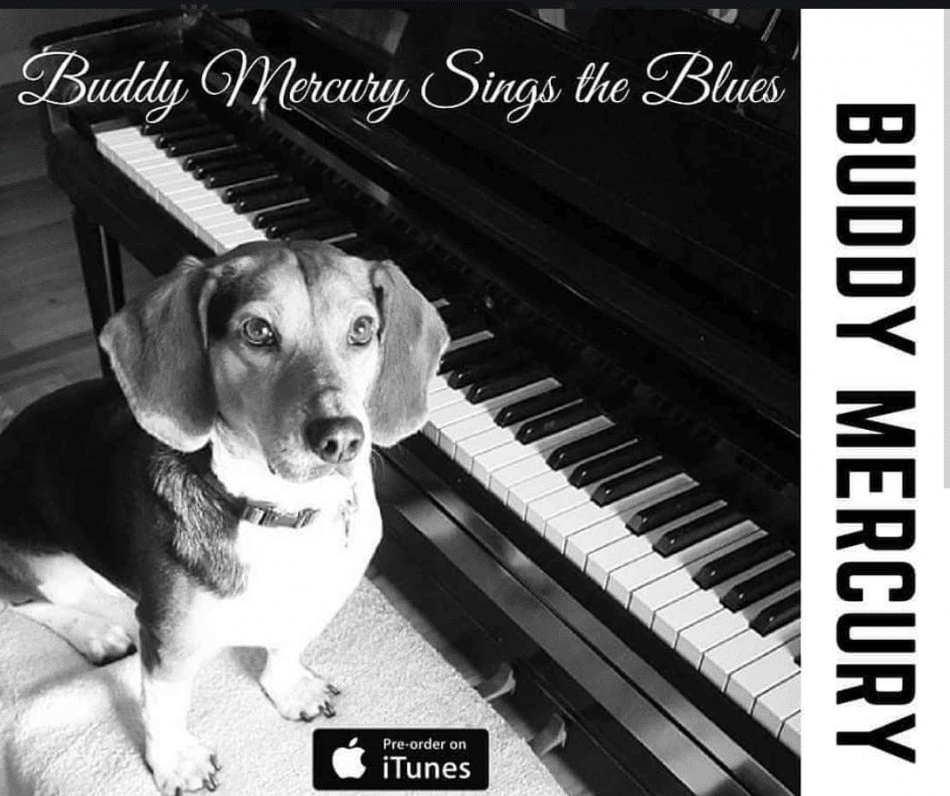 Talented Beagle released a music album
