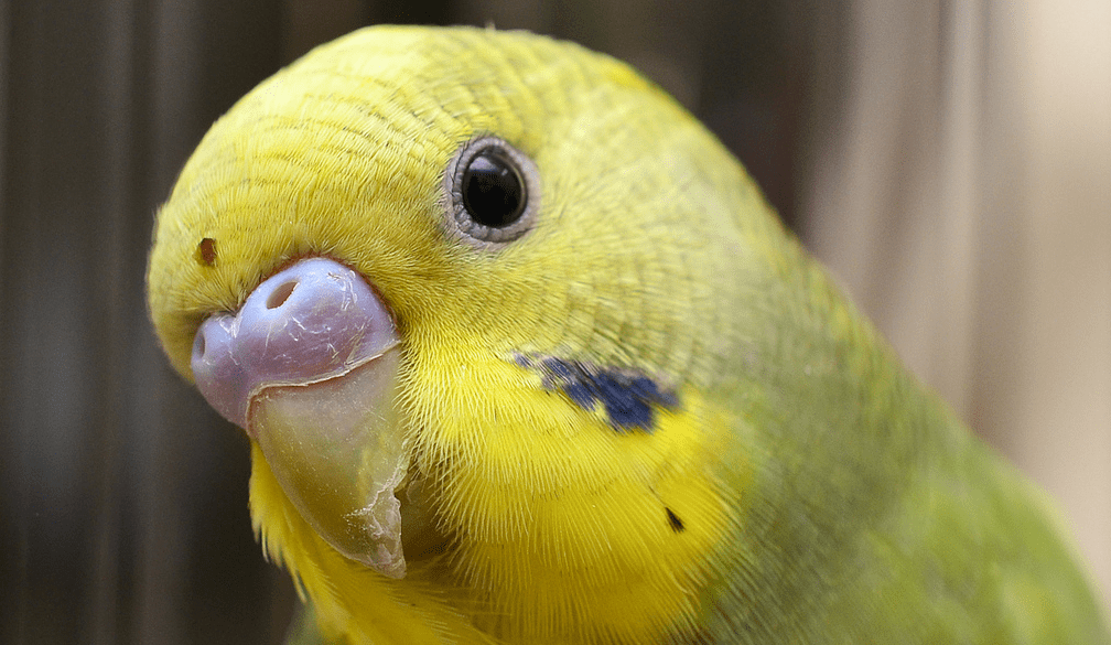 talking parrots