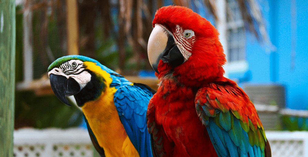 talking parrots