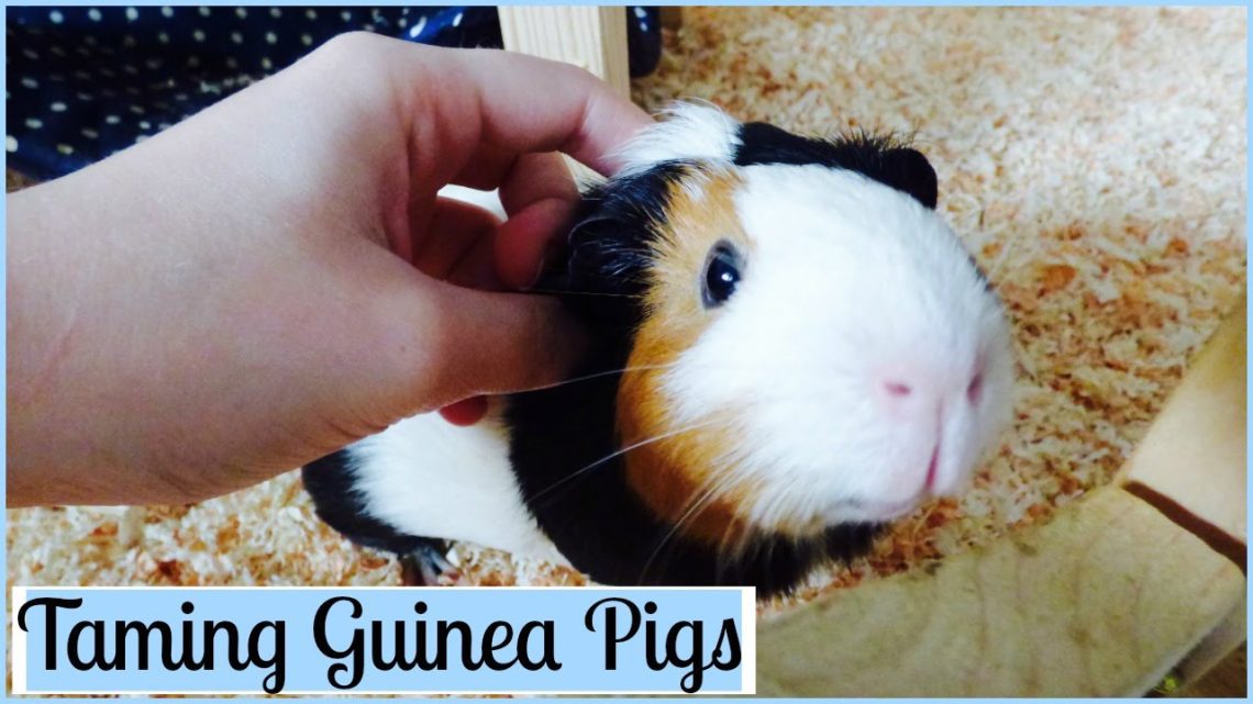 Taming a guinea pig
