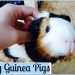 10 golden rules for communicating with guinea pigs