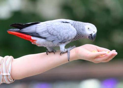Taming a parrot to the hand