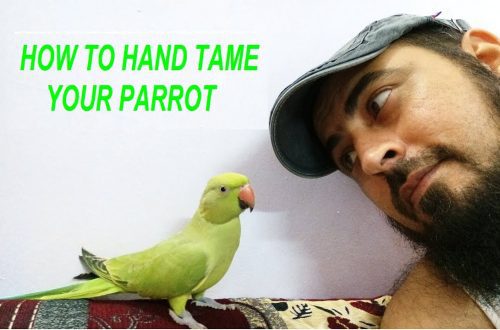 Taming a parrot to the hand