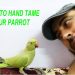 How to teach a parrot to speak?