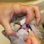 Tartar in cats: removal and prevention