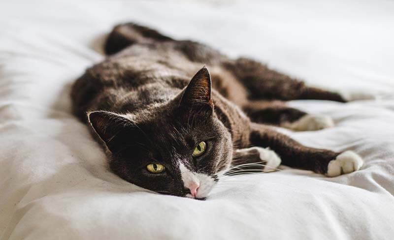 Tartar in cats: removal and prevention