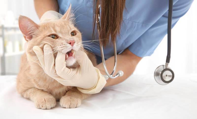 Tartar in cats: removal and prevention