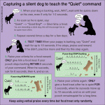 Teaching your dog to shut up on command