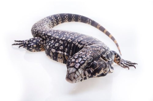 Tegu: maintenance and care at home
