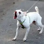 Tension leash aggression