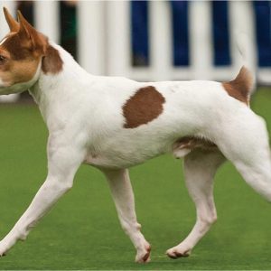Tenterfield Terrier