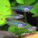 Black morpho tetra