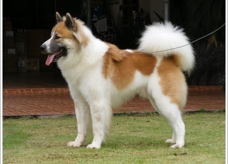 Թայերեն Bangkaew Dog