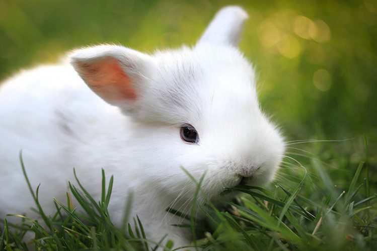 The age of the rabbit is not a hindrance!