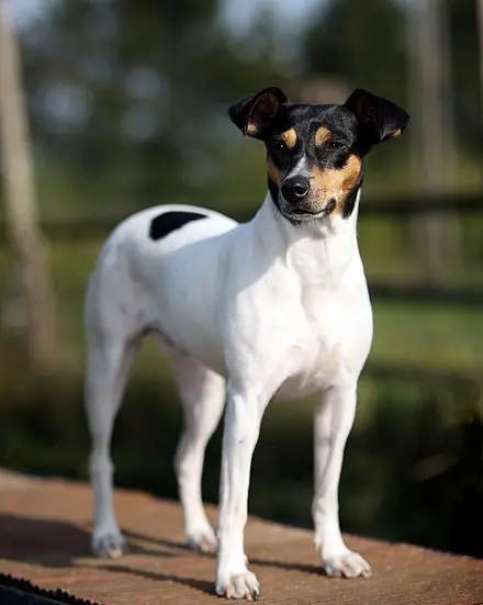 The Andalusian Wine-Cellar Rat-Hunting Dog