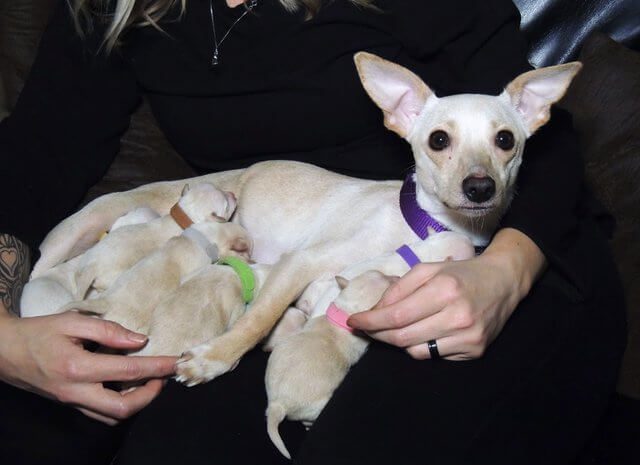 The baby chihuahua surprised everyone: 10 puppies is not the limit!