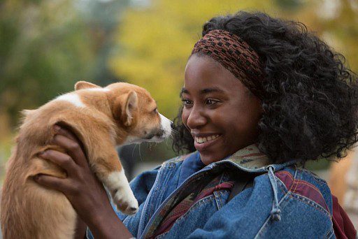 The best films about dogs - TOP-10 rating