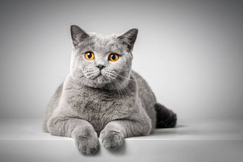 The biggest cats in the world - 10 domestic breeds