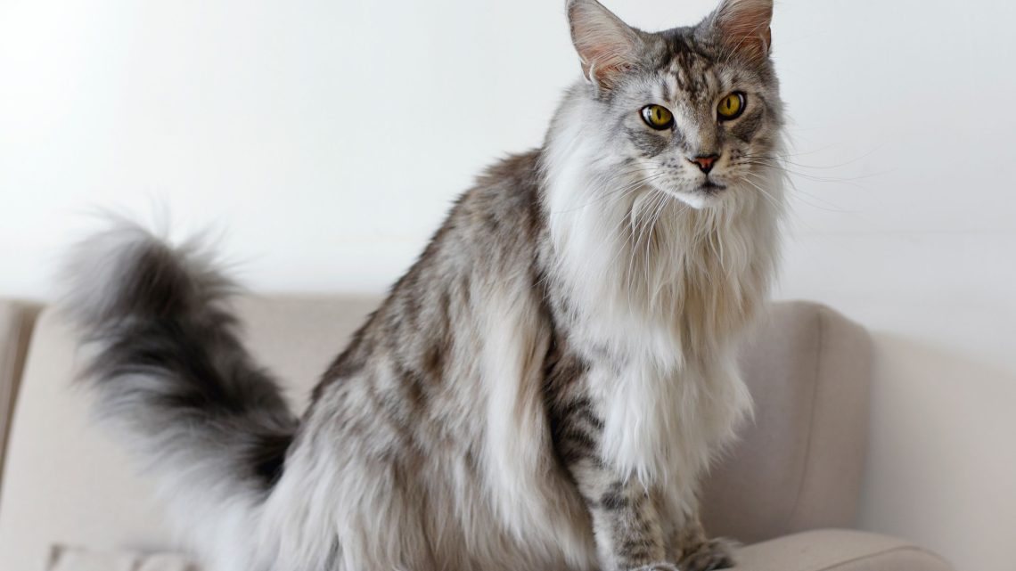 The biggest cats in the world &#8211; 10 domestic breeds
