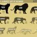 How cats and cats see our world