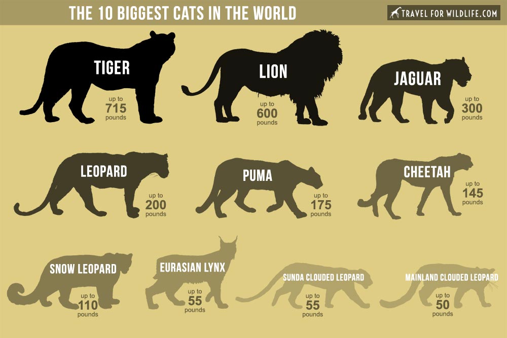 The biggest cats in the world &#8211; TOP 10 with photos