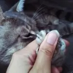 The cat chews its claws. What to do?