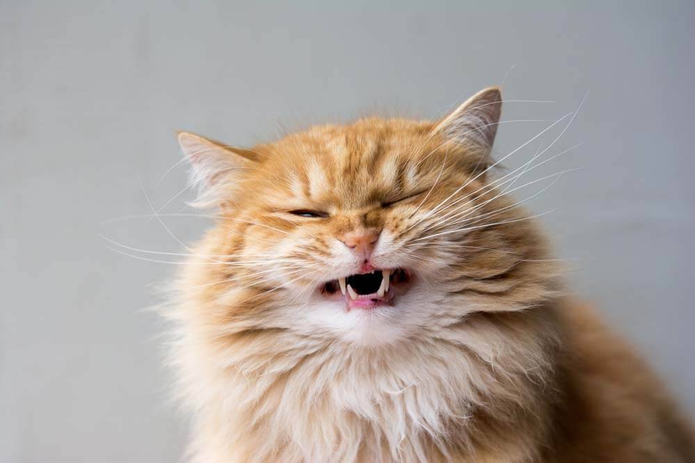 The cat coughs and wheezes &#8211; the causes of coughing, and what to do?