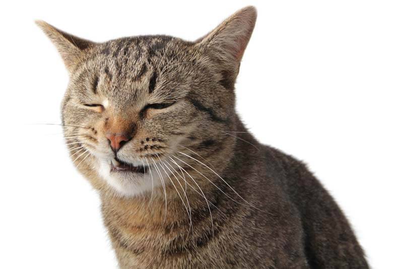 The cat coughs and wheezes - the causes of coughing, and what to do?