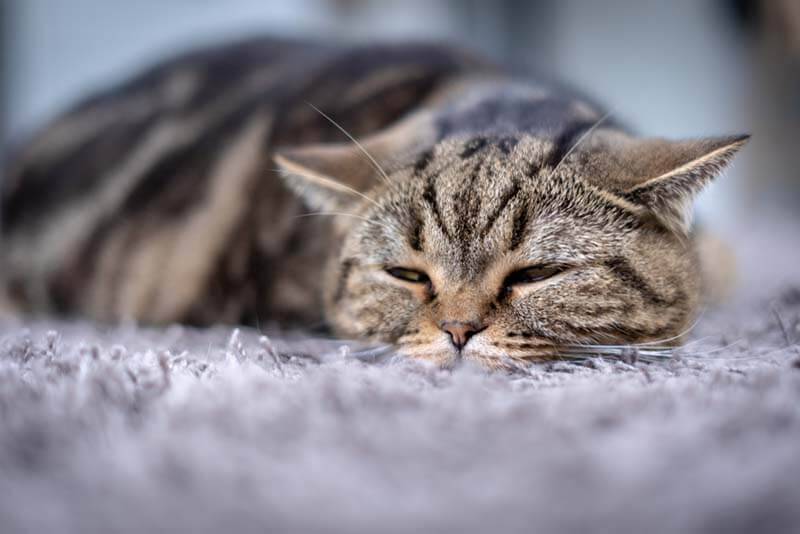 The cat coughs and wheezes - the causes of coughing, and what to do?